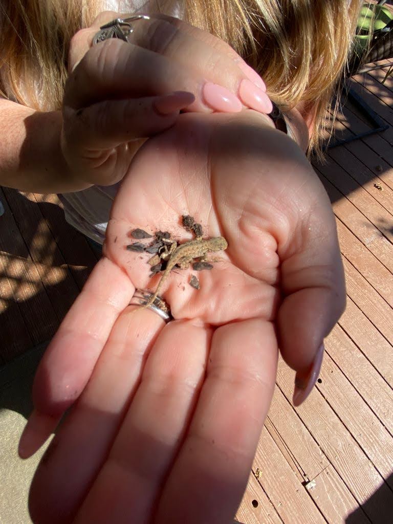 A woman's hand holding a baby lizard