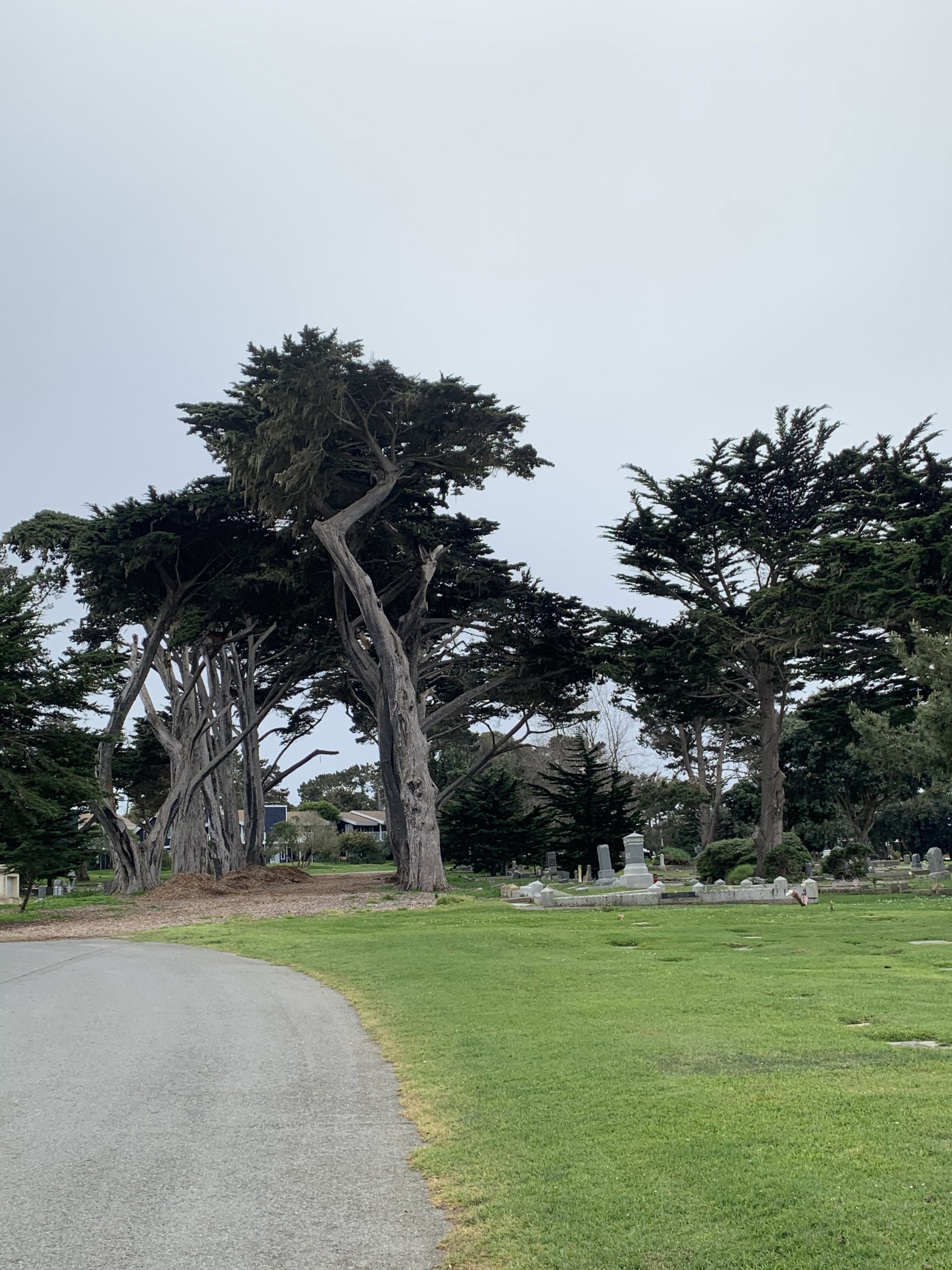 Cypress trees