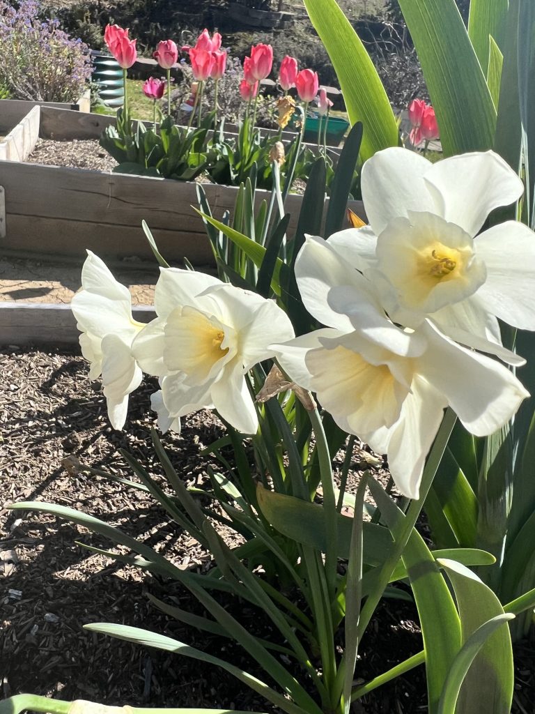 White daffodils with yellow center