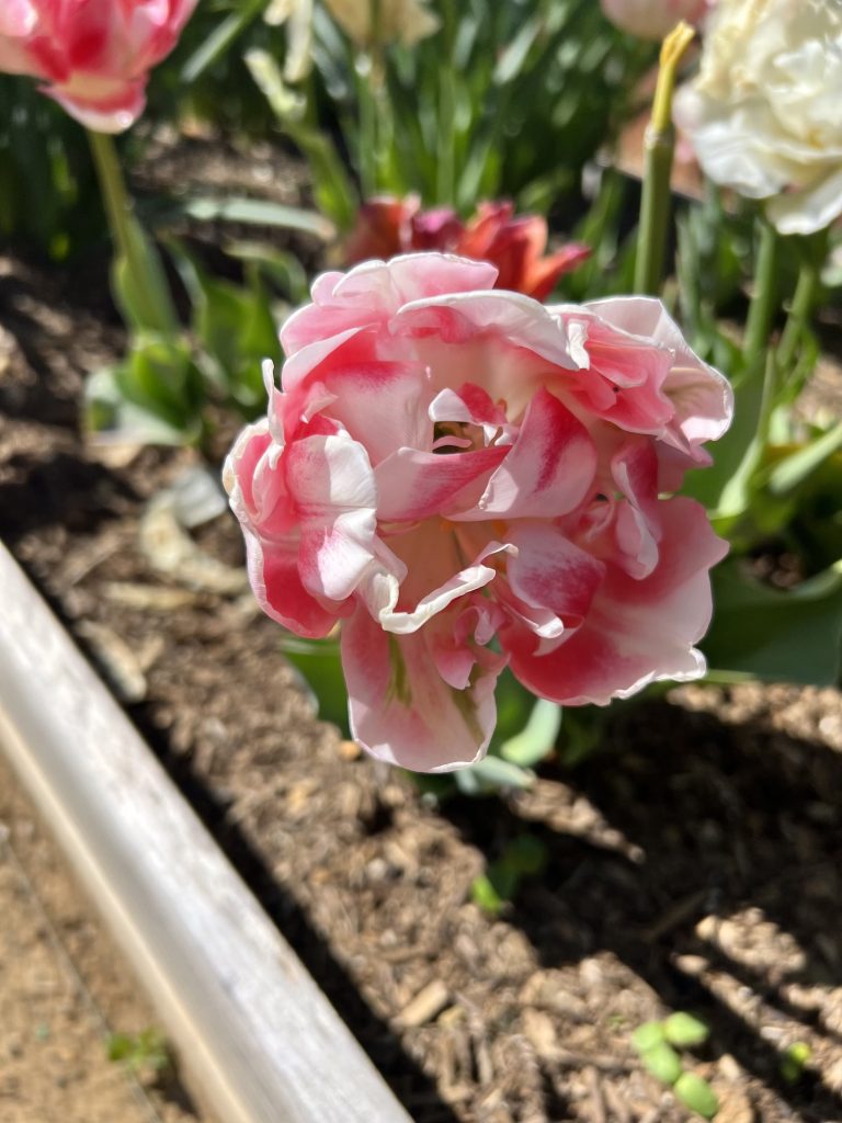 Pink and white tulip