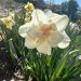 Cream colored daffodil with a coral center